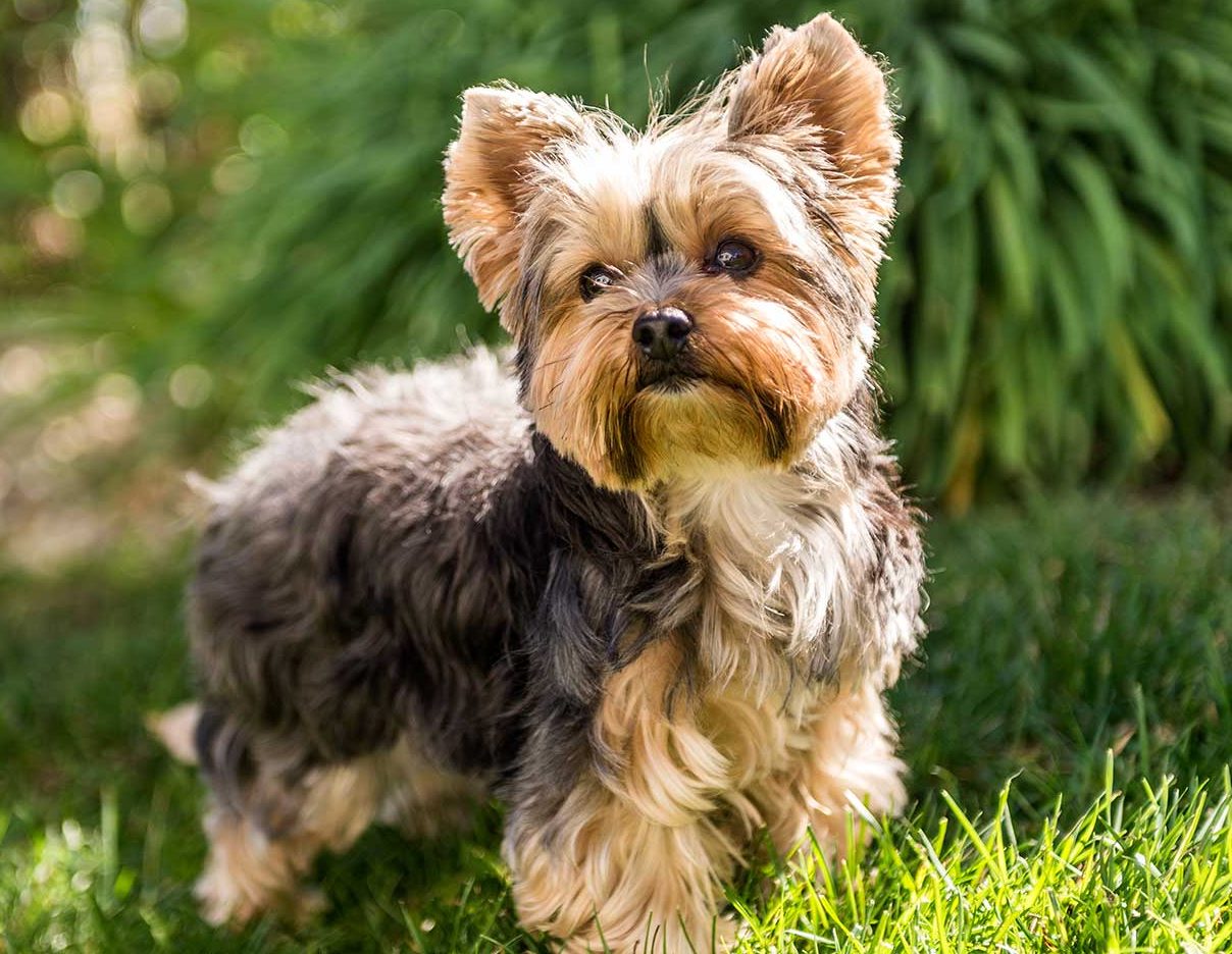 Yorkshire-Terrier-e1540580455806