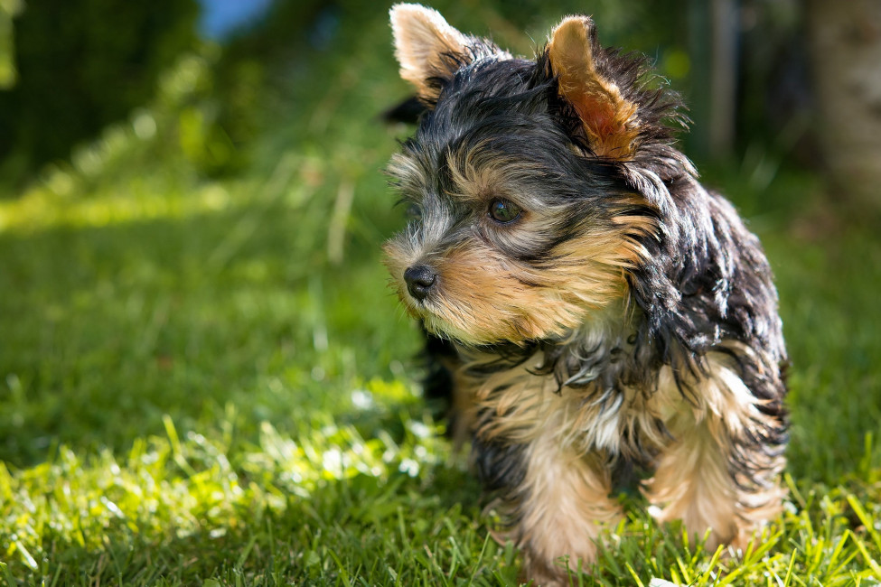 black-tan-yorkshire-terrier-free-stock-photo-image-wallpaper